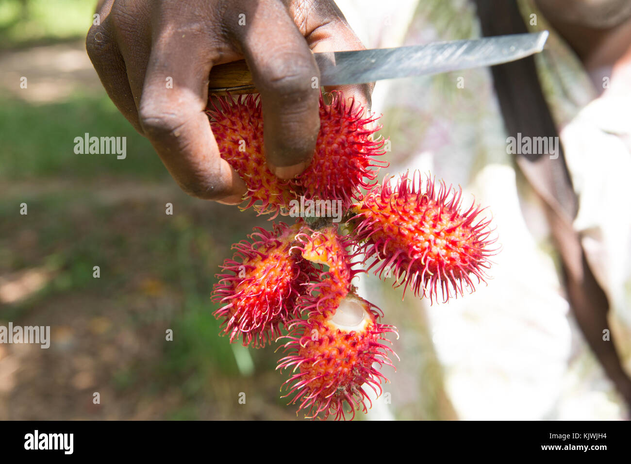 Zanzibar, Tanzania; apertura di litchi frutta appena prelevato in una fattoria di spezie sull'isola. Foto Stock