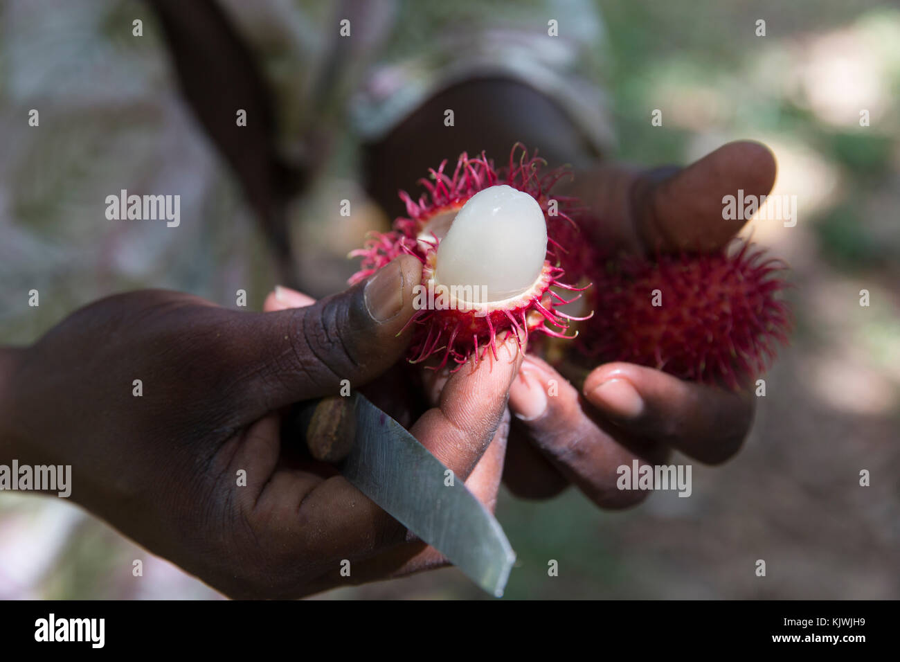 Zanzibar, Tanzania; apertura di litchi frutta appena prelevato in una fattoria di spezie sull'isola. Foto Stock