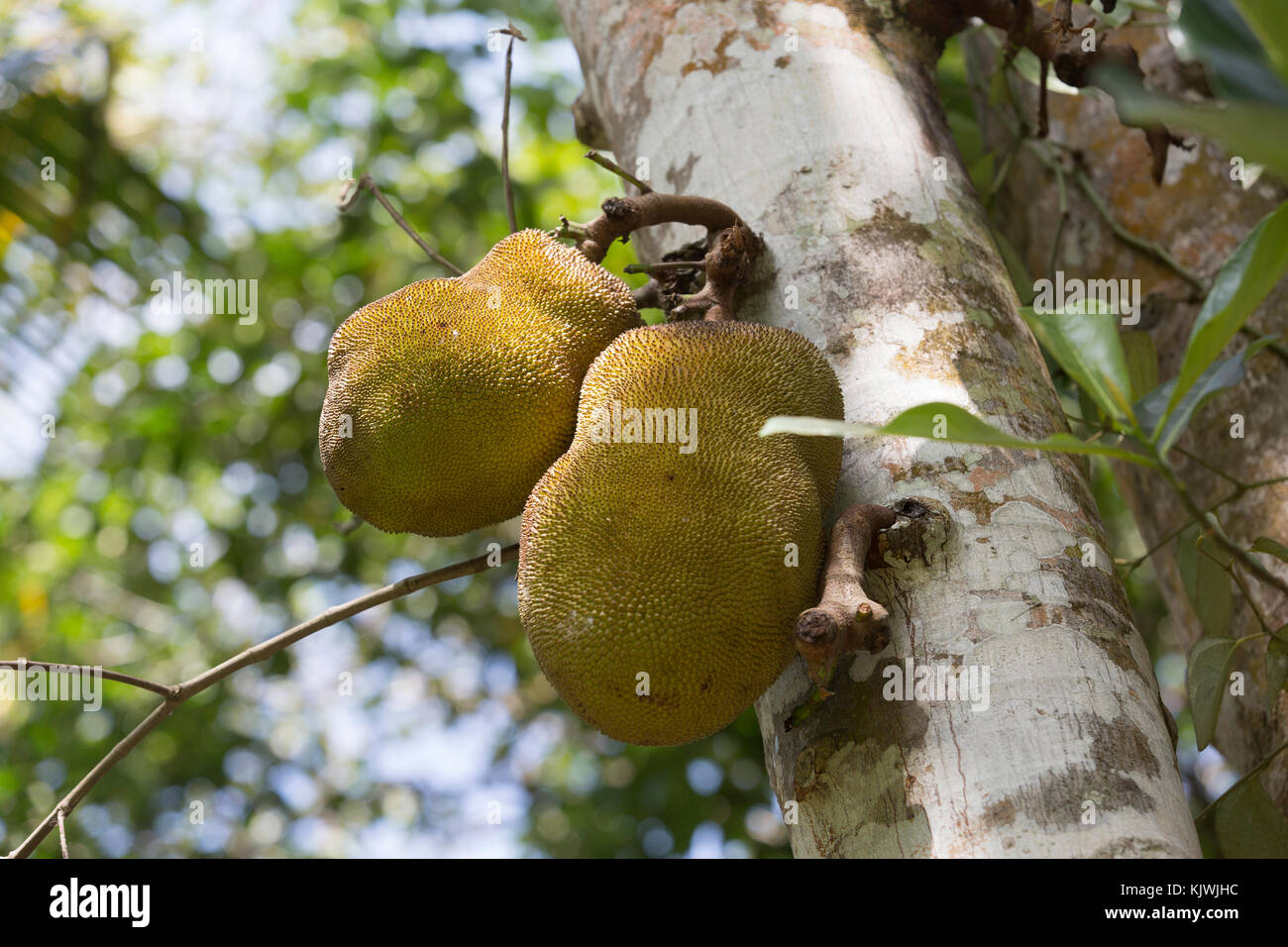Zanzibar, Tanzania; Jackfruit cresce a una fattoria di spezie sull'isola. Foto Stock