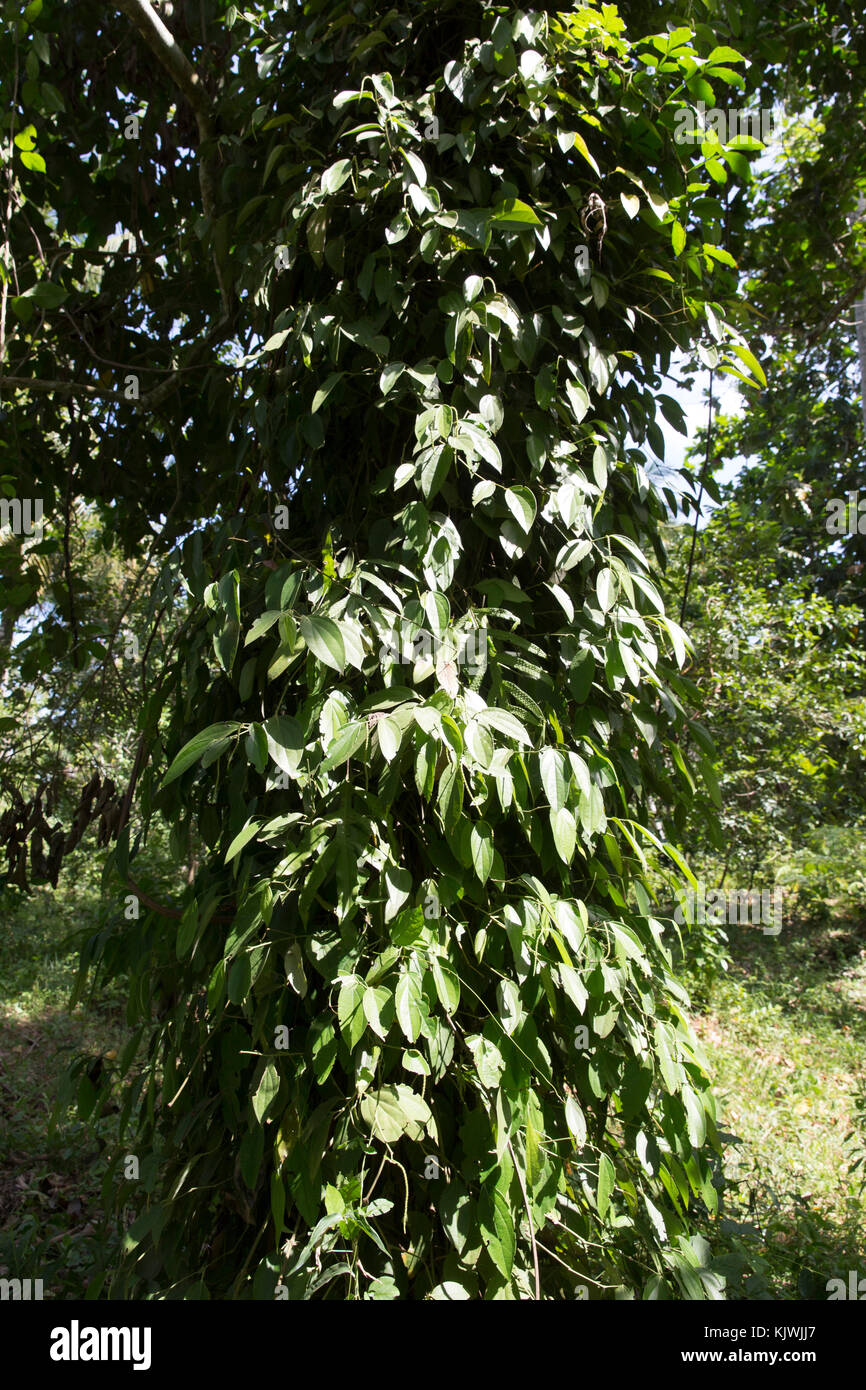 Zanzibar, Tanzania; pepe nero fioritura la viticoltura in una fattoria di spezie sull'isola. Foto Stock