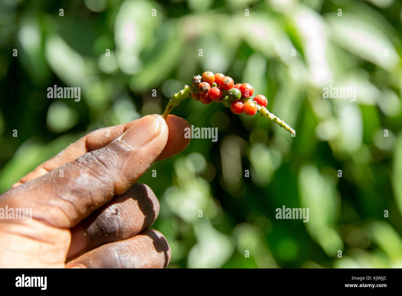Zanzibar, Tanzania; pepe nero, non ancora mature, crescente sul suo fiorente vite in corrispondenza di una fattoria di spezie sull'isola. Foto Stock