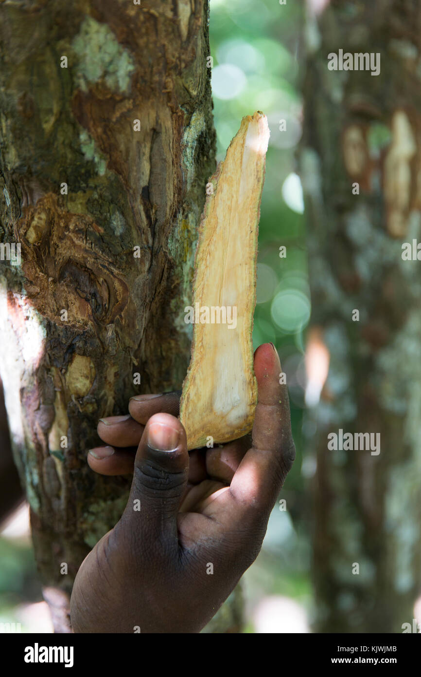 Zanzibar, Tanzania; una spezia agricoltore detiene un pezzo di corteccia di cannella da uno dei suoi alberi di cannella. Quando essiccato in questo modo si forma la Spezia per la vendita. Foto Stock