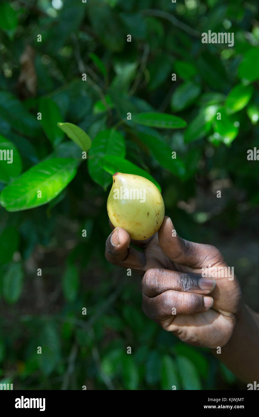 Zanzibar, Tanzania; una spezia agricoltore detiene una noce moscata cresce a sua fattoria delle spezie. La spezia ha un caratteristico profumo pungente ed è ampiamente usato come flovouring. Foto Stock