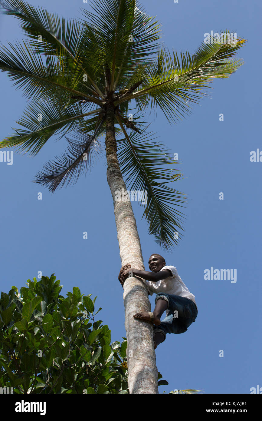 Zanzibar, Tanzania; un giovane agricoltore si arrampica su un alberi di noce di cocco per raccogliere il cocco su una farm di spezie sull'isola. Foto Stock