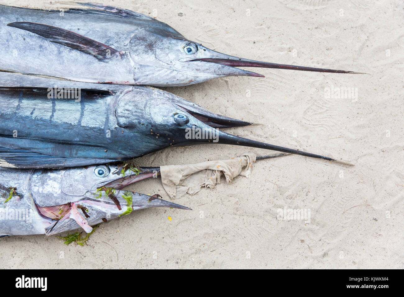 Nungwe, Zanzibar, Tanzania; i pescatori di catture di sailfish e marlin, già venduti, sulla spiaggia prima di trasporto. Foto Stock