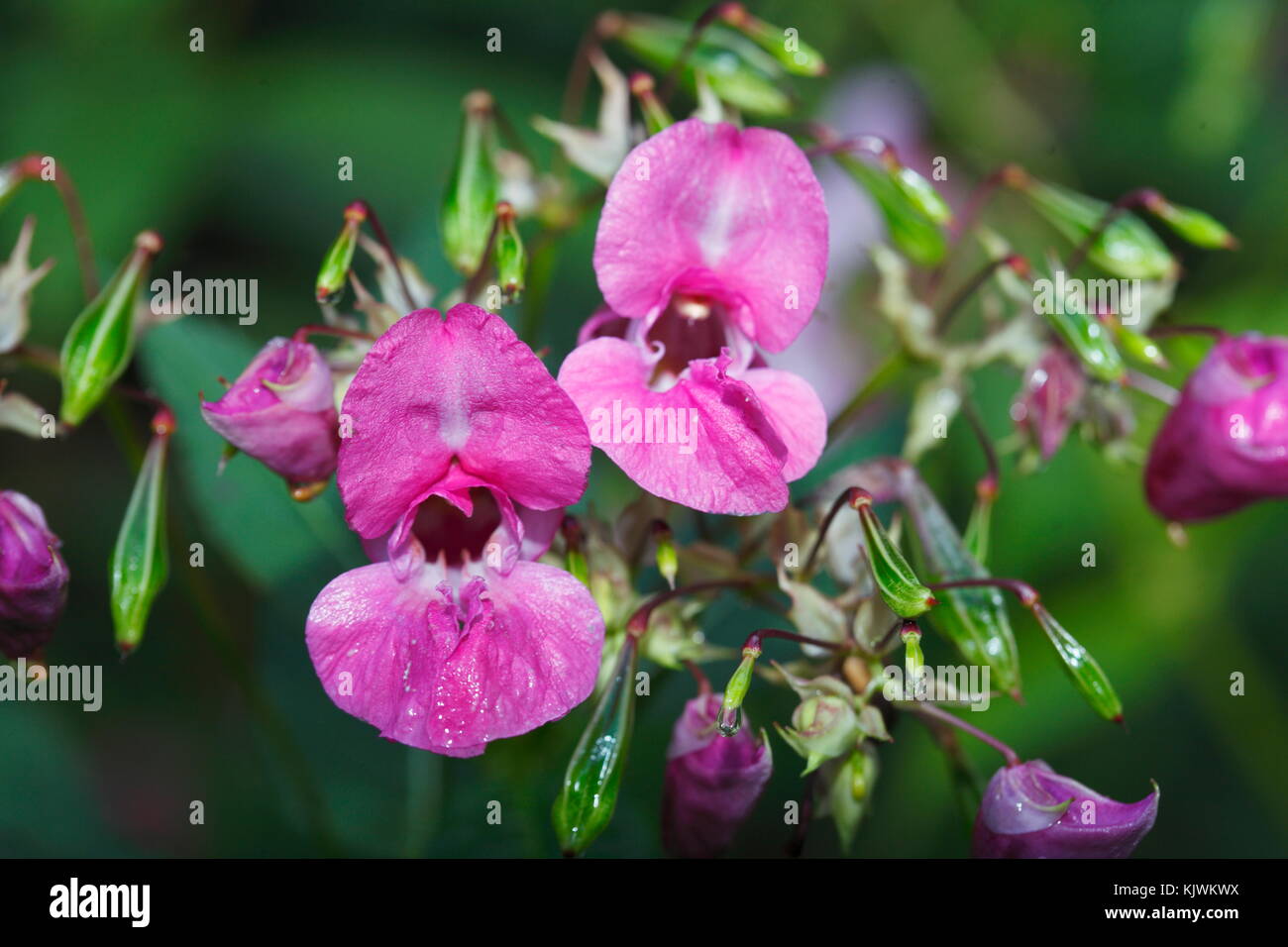 Violetto Himalayan Balsam (Impatiens glandulifera), fiori di fiori di neofita in primavera Foto Stock