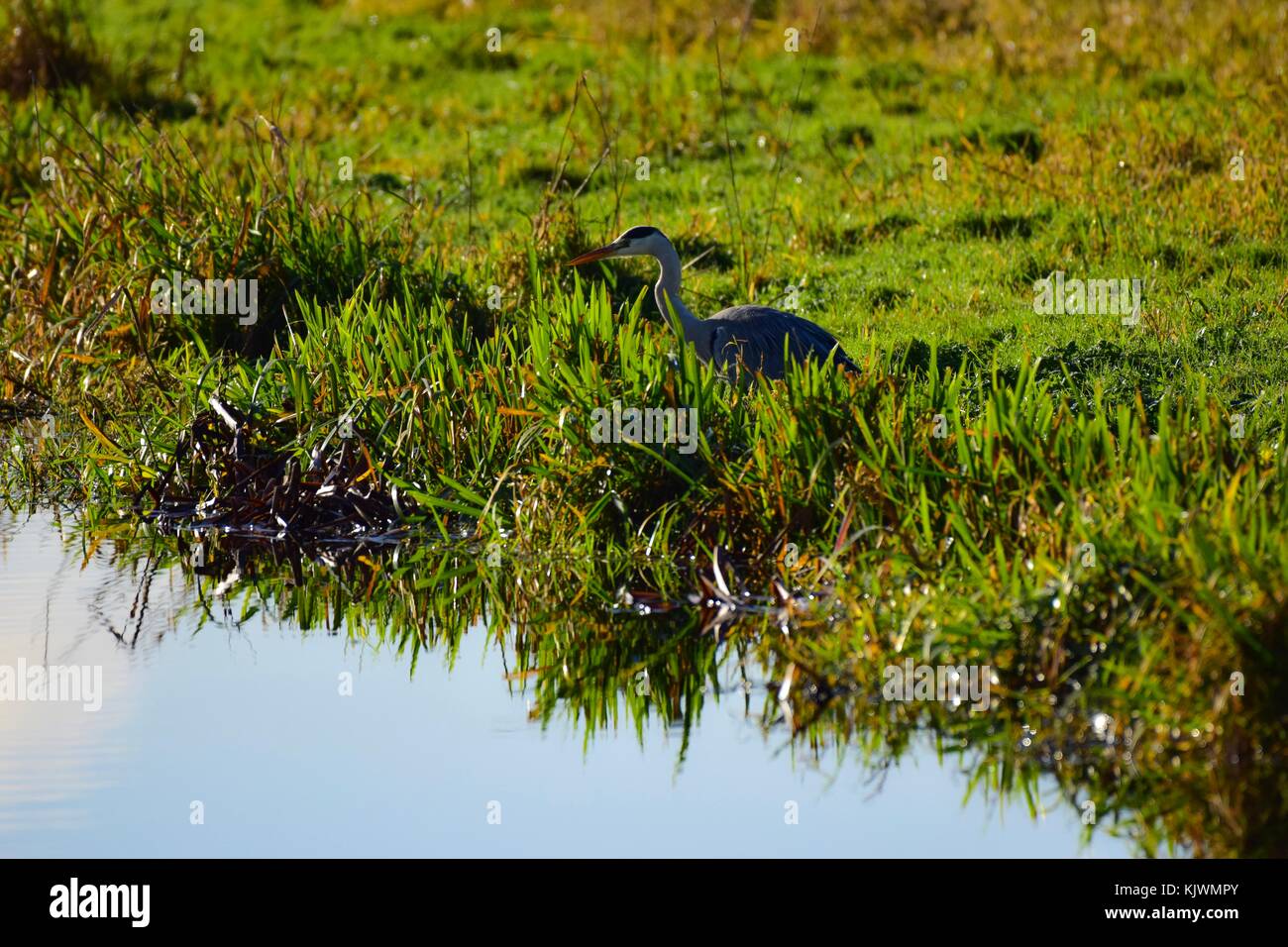 Heron sul lungofiume in aller South Somerset REGNO UNITO Foto Stock