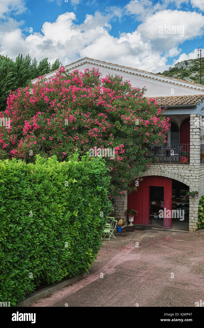 Oleandro pieno di fiori nella parte anteriore di una casa nel villaggio di saint montan in Ardeche regione della Francia Foto Stock