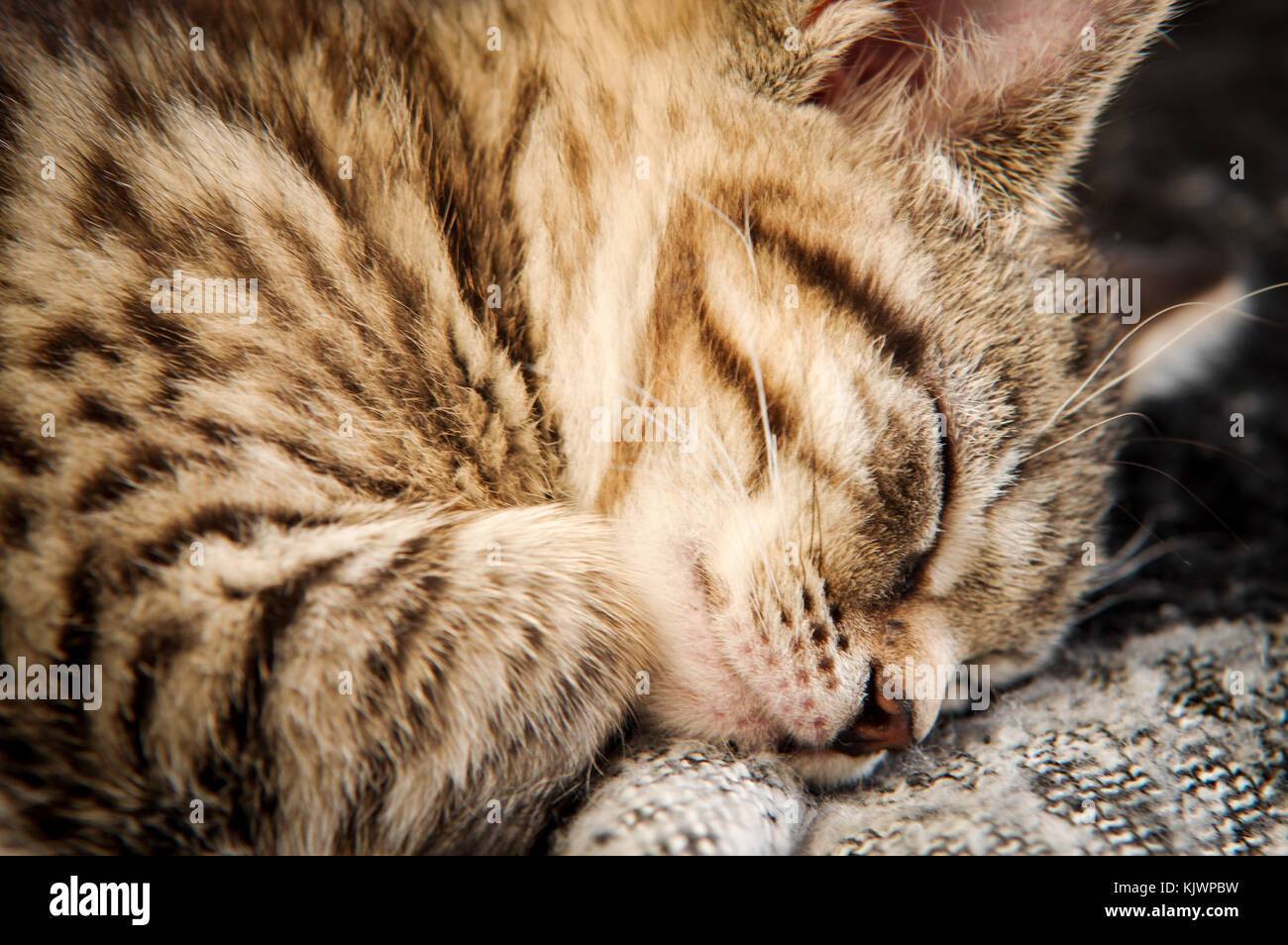 Adorabili tabby rescue gattino addormentato veloce nella sua nuova casa Foto Stock