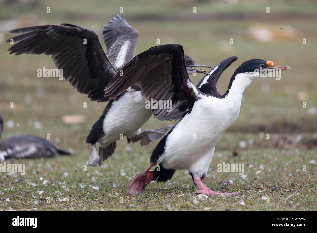 Pulcini da alimentazione con re cormorano per adulti Foto Stock