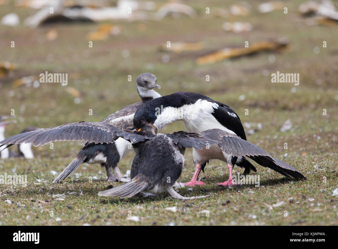 Adulto re cormorano pulcini di alimentazione Foto Stock