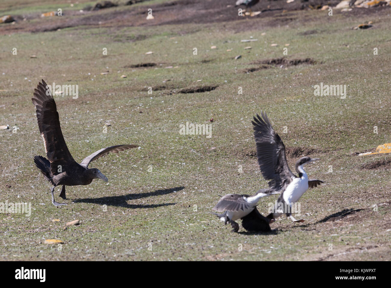 Petrel gigante inseguono giovani re cormorani Foto Stock