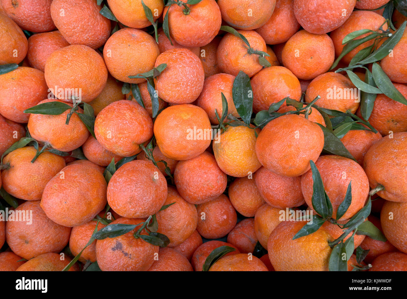 Clementine organici senza alcun trattamento superficiale nel supermercato danese. Il bando di gara rugosa e un po' ruvide e pelle di colore biancastro. Foto Stock