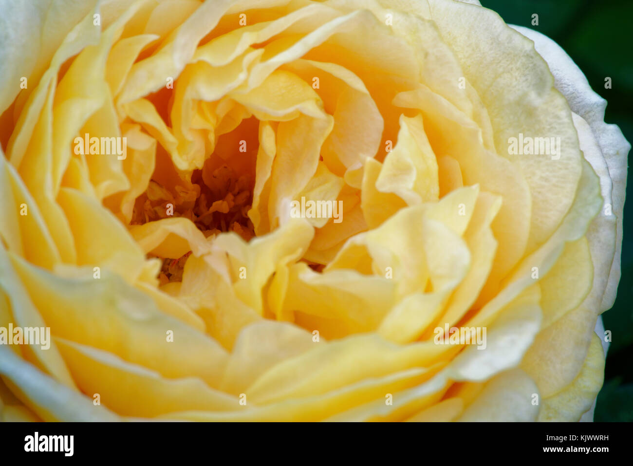 'Any Hahn' è una rosa con centro bianco e rosa. E' un albicocca o pesca moderata e ha da 50 a 60 petali. Fiorisce in grappoli in una primavera o in estate con sparso più tardi fiore. Foto Stock