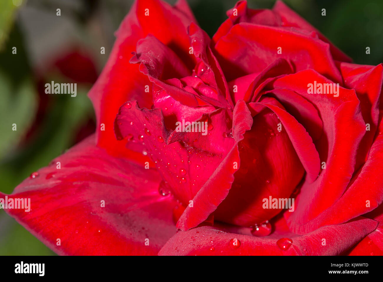 Duftzauber 84 ha molti nomi: 'Fascino fragrante', 'la Magie du Parfum', 'Leonora Christine', 'William reale'. La rosa rossa scura fu introdotta nel 1984 da Reimer Kordes. Ha una forte fragranza dolce e speziata. Il grande fiore, alto-baratto ha 30-35 petali. Foto Stock
