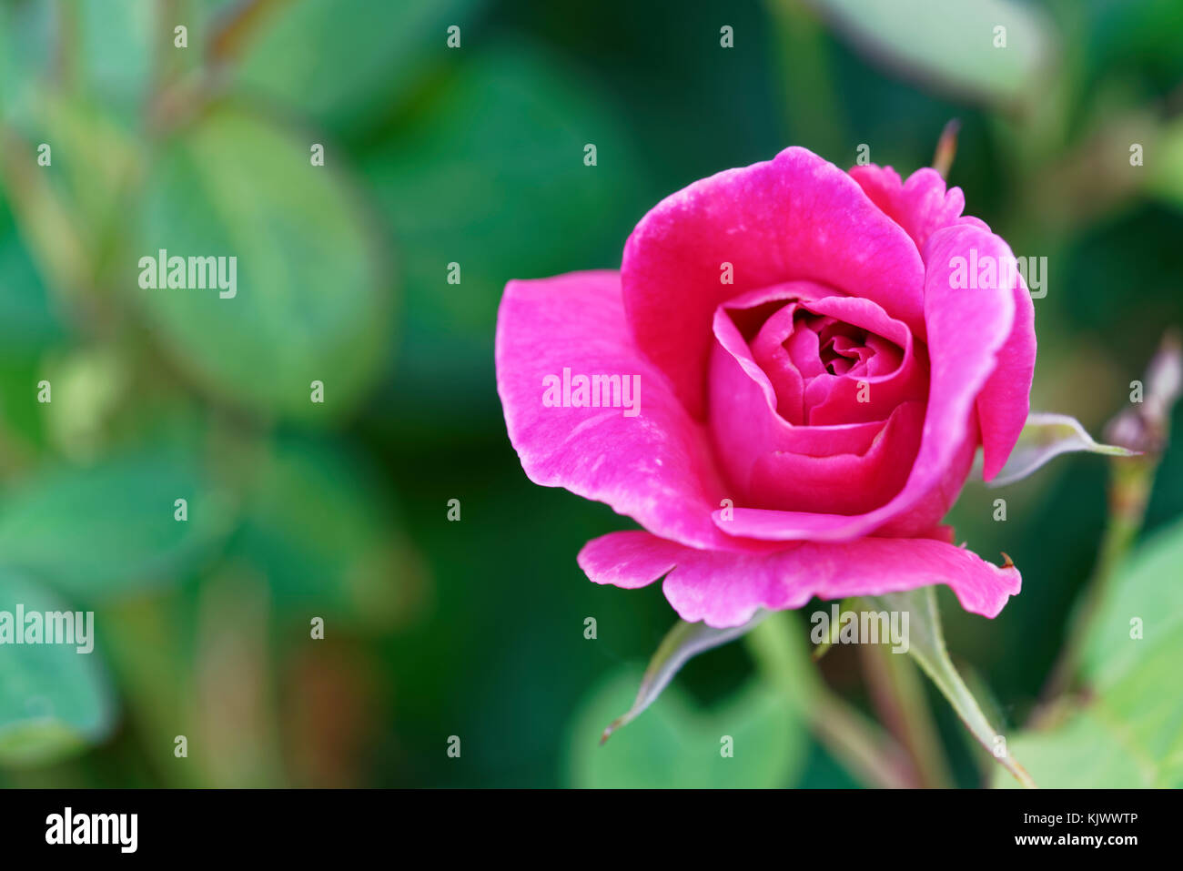 'Baronne Edmond de Rothschild' è una rosa-rosso, fucsia/magenta che sfuma elegante rosa con una forte fragranza. Fiorisce in vampate durante la stagione. Foto Stock