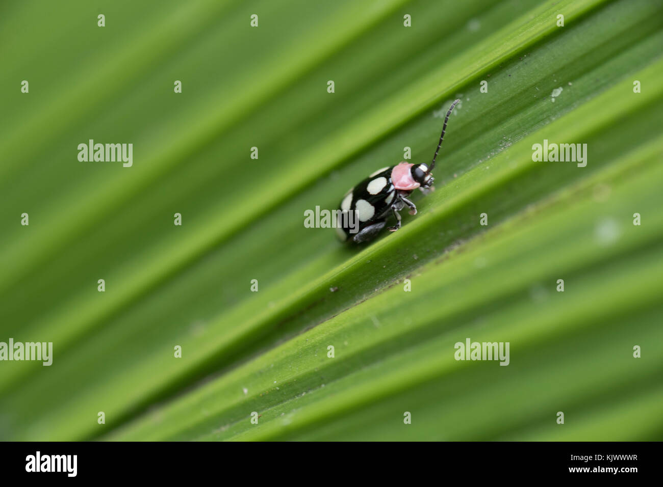 (Omaophoita aequinoctialis) Foto Stock