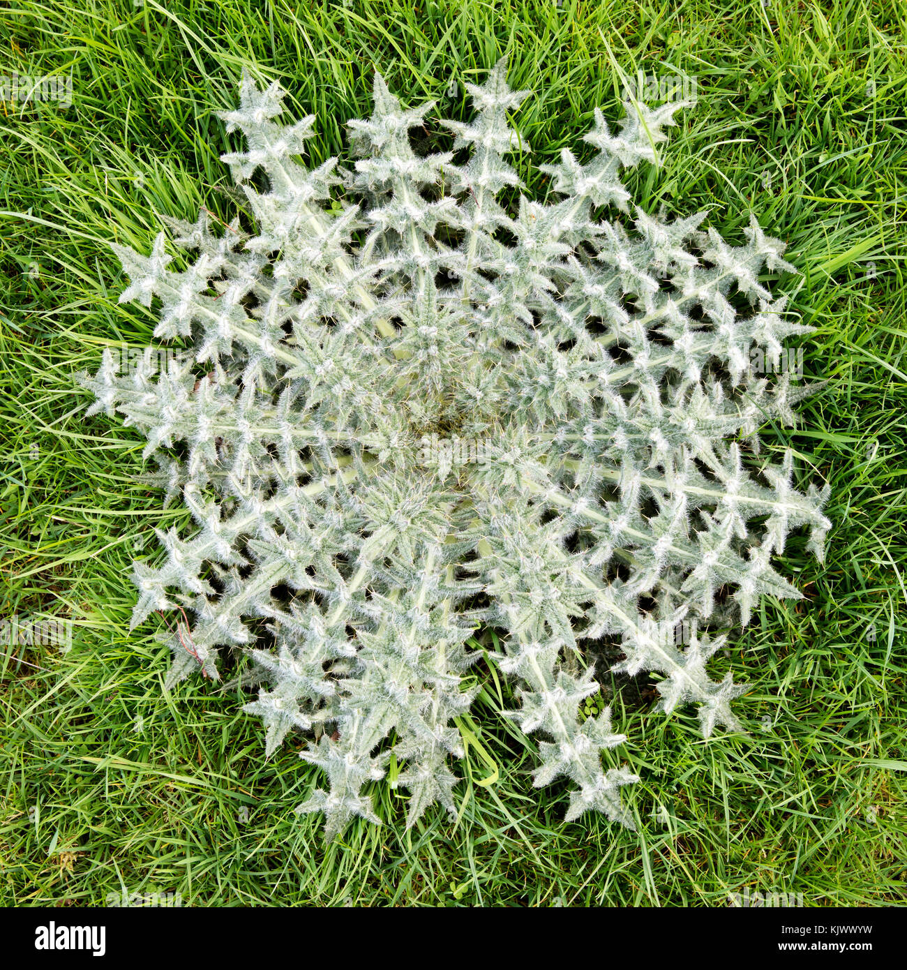 Neat rosette di foglie di lanosi thistle Cirsium eriophorum crescendo in un prato di Somerset REGNO UNITO Foto Stock