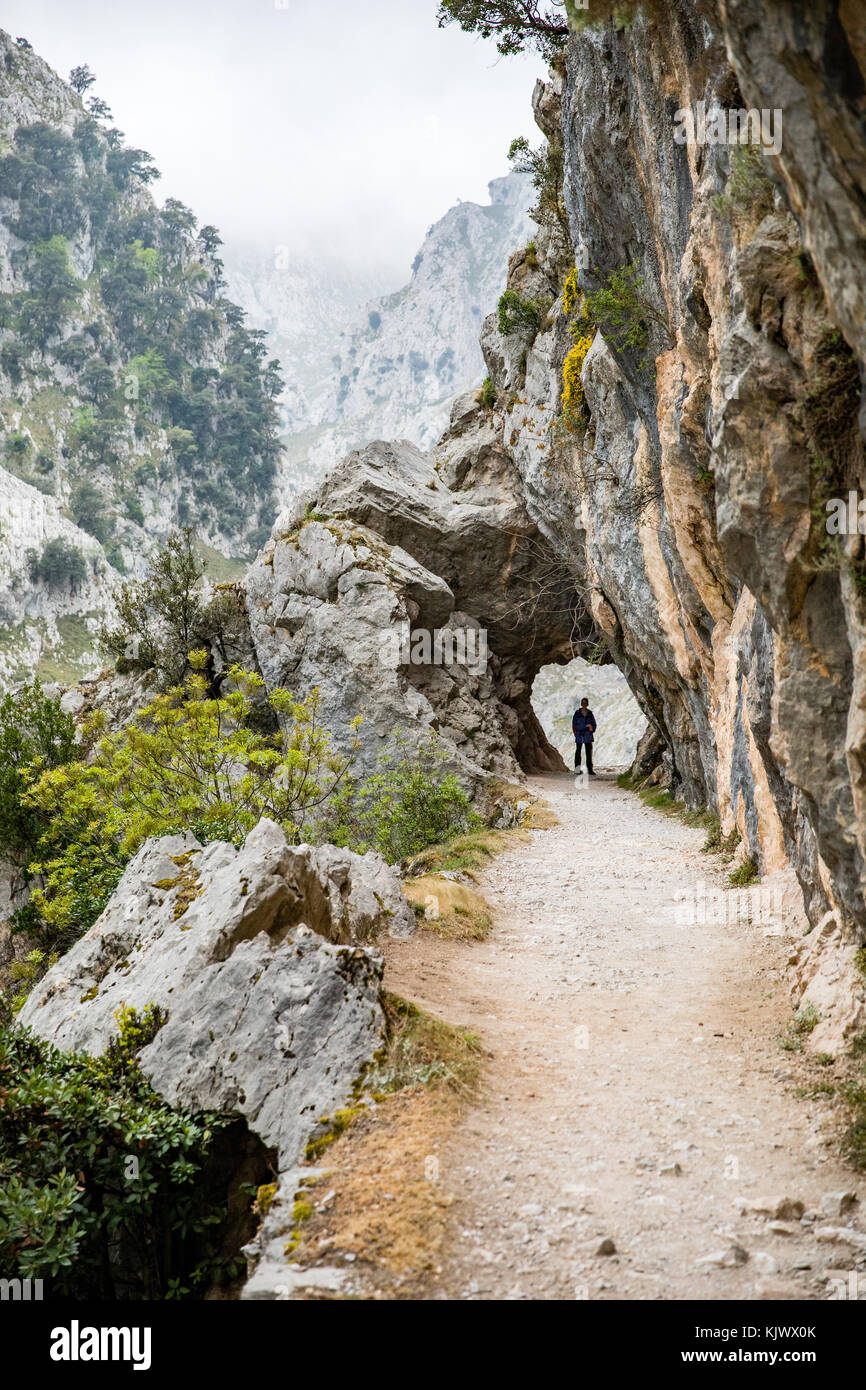 Passeggiate nella Gola di Cares una profonda e spettacolare canyon che corre attraverso il Picos de Europa nel nord della Spagna Foto Stock