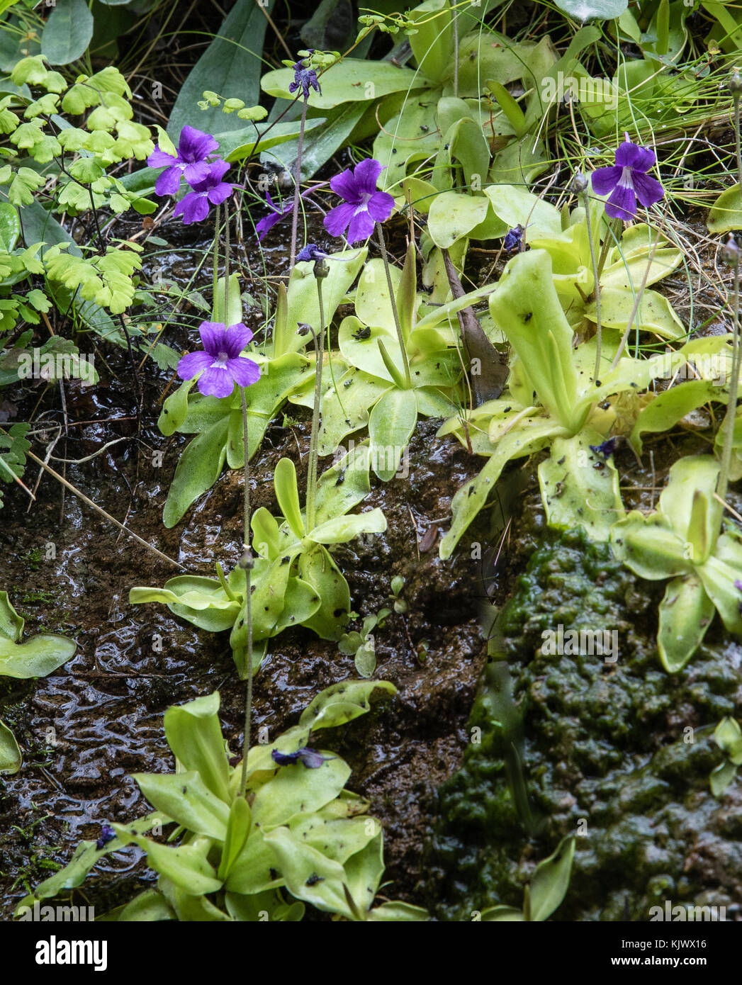 Maggiore butterwort Pinguicula grandiflora crescente sul bagnato ombreggiati scogliere calcaree della Gola di Cares in Picos de Europa nel nord della Spagna Foto Stock