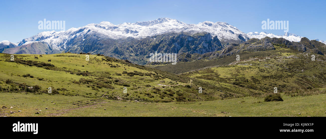 Alta i pascoli con i cavalli tra Pandielo e Bobia in Picos de Europa in Catalogna Spagna settentrionale Foto Stock