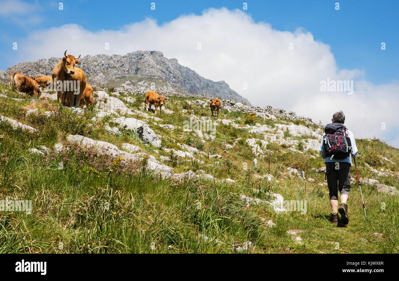 Una femmina di walker il passaggio di una mandria di mucche nei pascoli alti vicino a Arriondas ai piedi delle colline di Picos de Europa Foto Stock