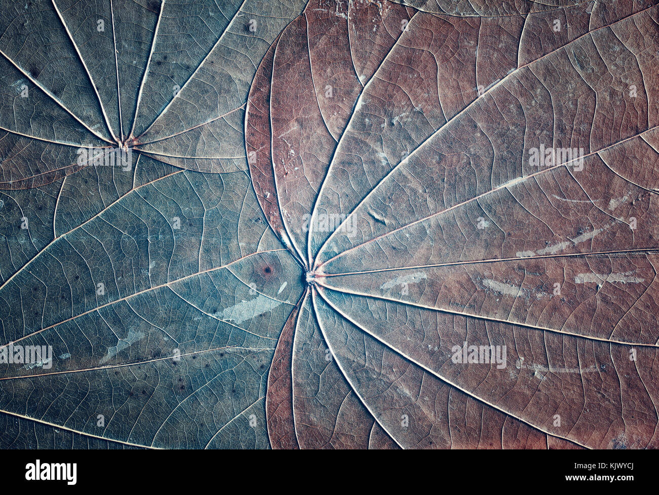 Vecchio foglie essiccate con visibili le vene e macchie, naturale sfondo astratto, dai toni di colore. Foto Stock
