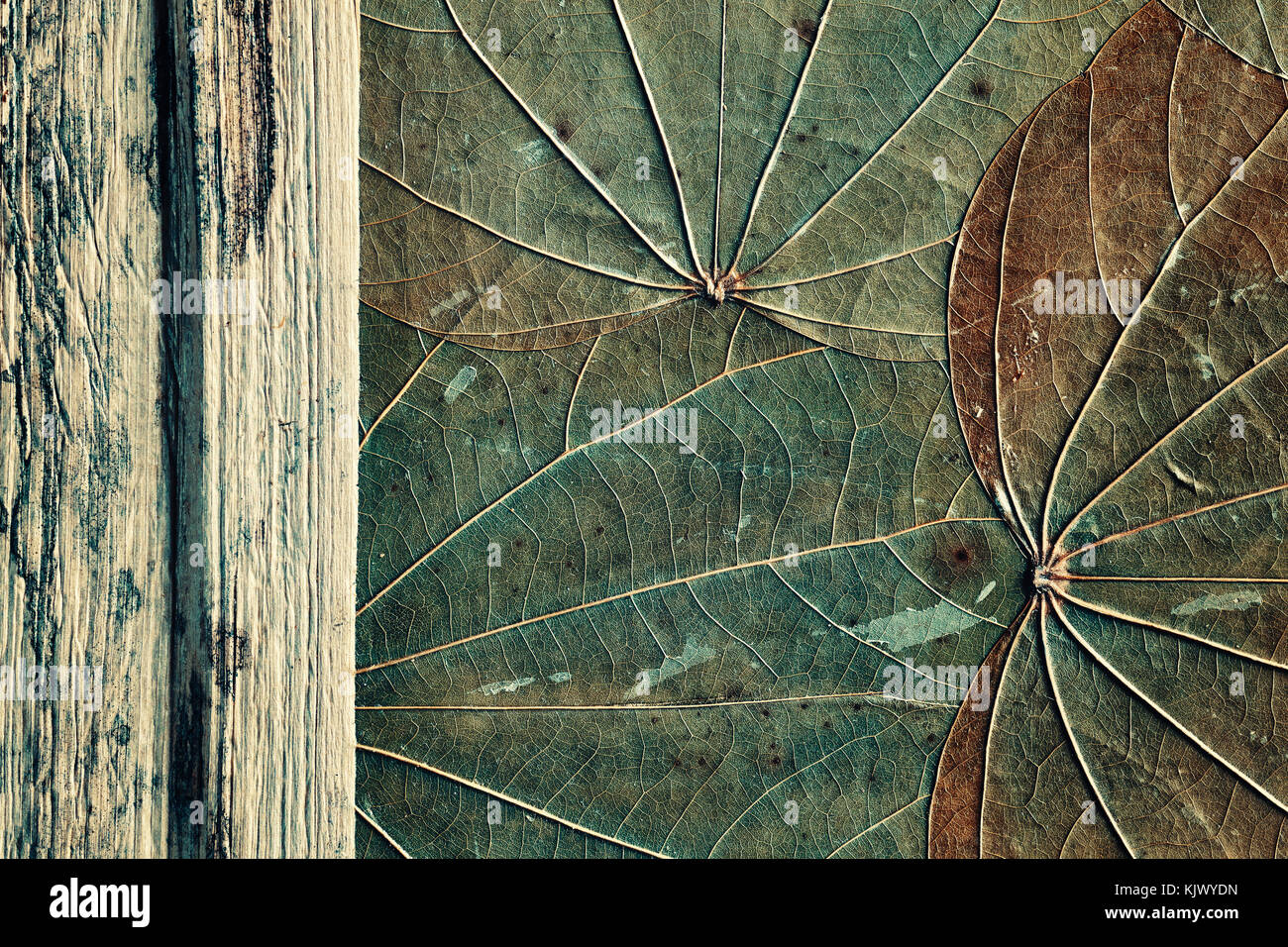 Vecchio foglie essiccate con legno naturale sfondo astratto, dai toni di colore. Foto Stock