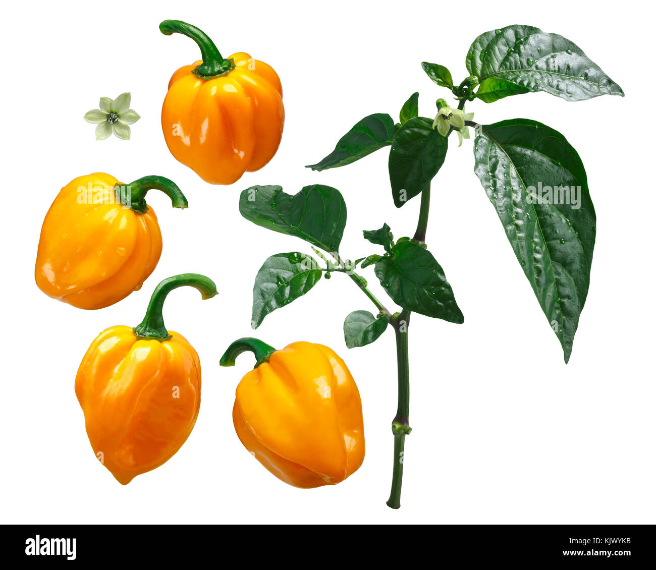 Numex suave orange habanero cile peperoncino (capsicum chinense), vista esplosa (elementi). percorso di clipping per ciascun pezzo Foto Stock