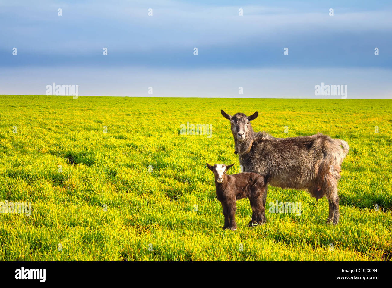 Capra e poco Capra in piedi sul campo Foto Stock