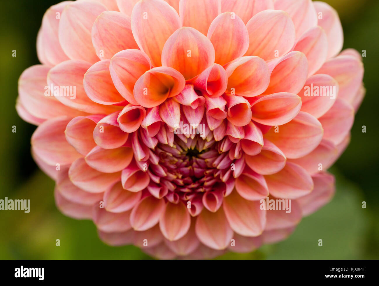 Un fiore dahlia Foto Stock