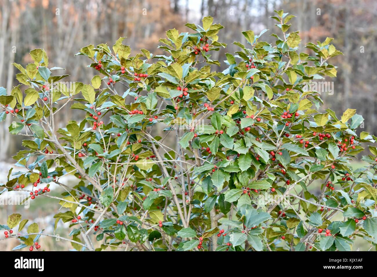 Pianta di Holly (Ilex aquifolium) Foto Stock