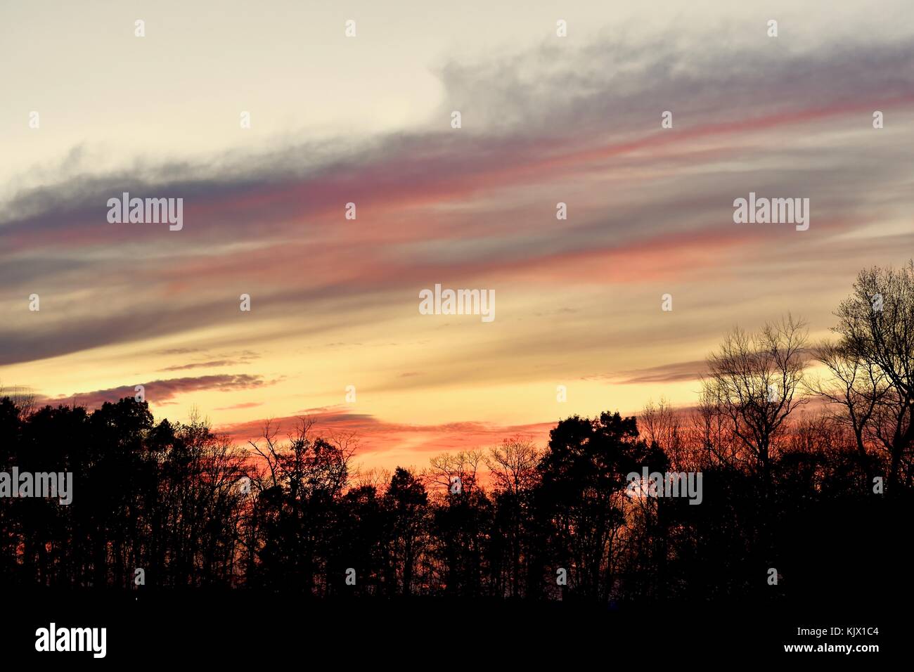 Tramonto mozzafiato su una foresta silhouette Foto Stock