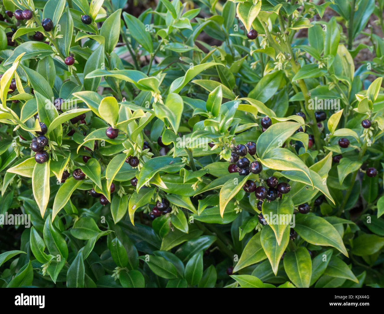 Sacorcocca foglie e bacche con nessuno sfondo Foto Stock