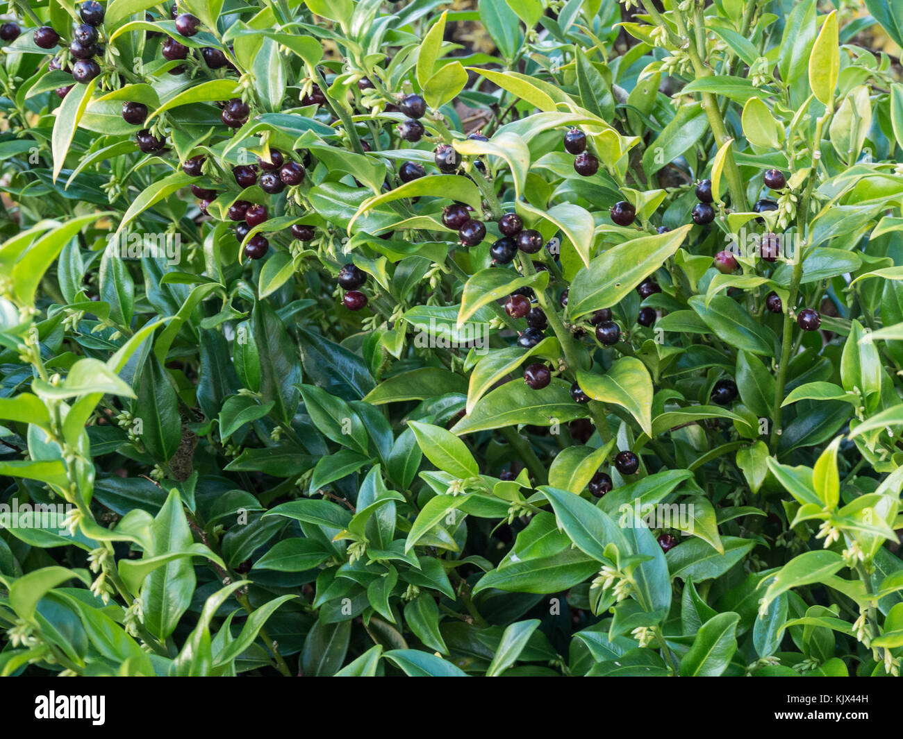 Sacorcocca foglie e bacche con nessuno sfondo Foto Stock
