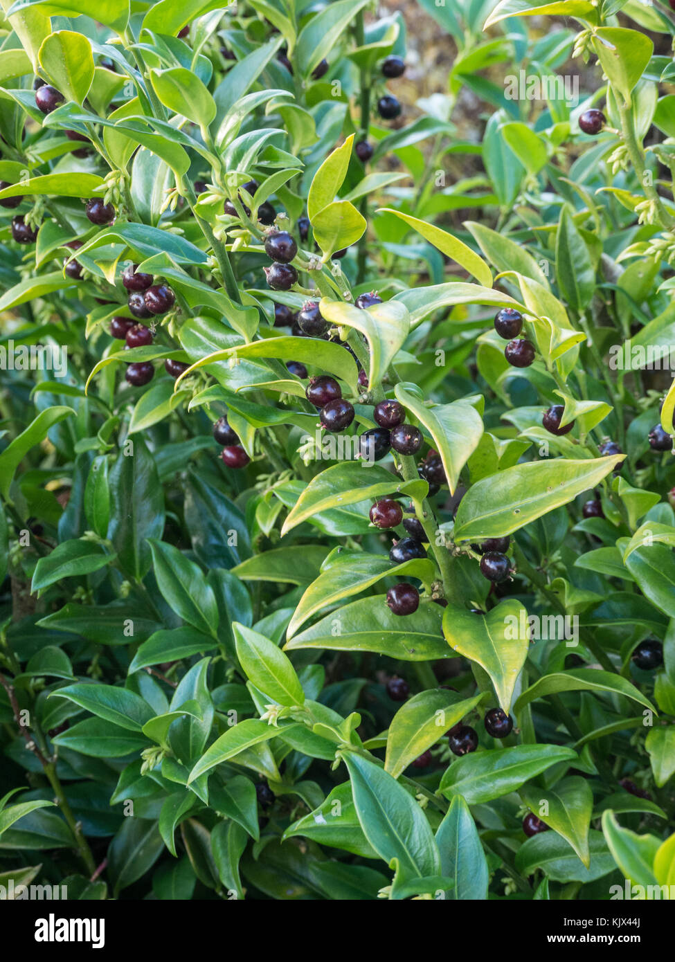 Sacorcocca foglie e bacche di formato verticale Foto Stock