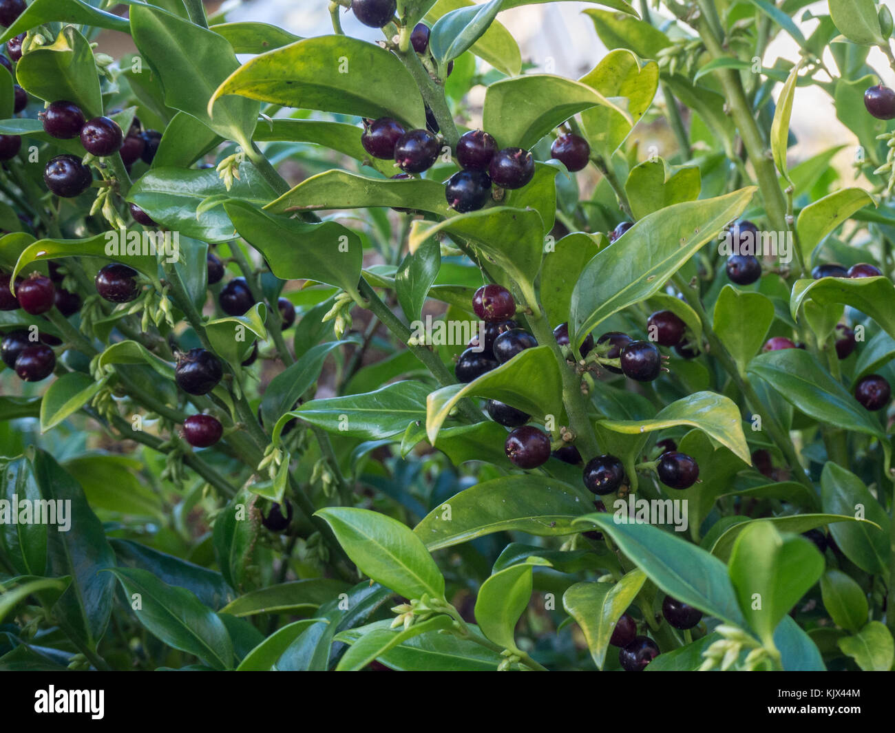 Close up Sarcocca confusa foglie e bacche di colore nero Foto Stock