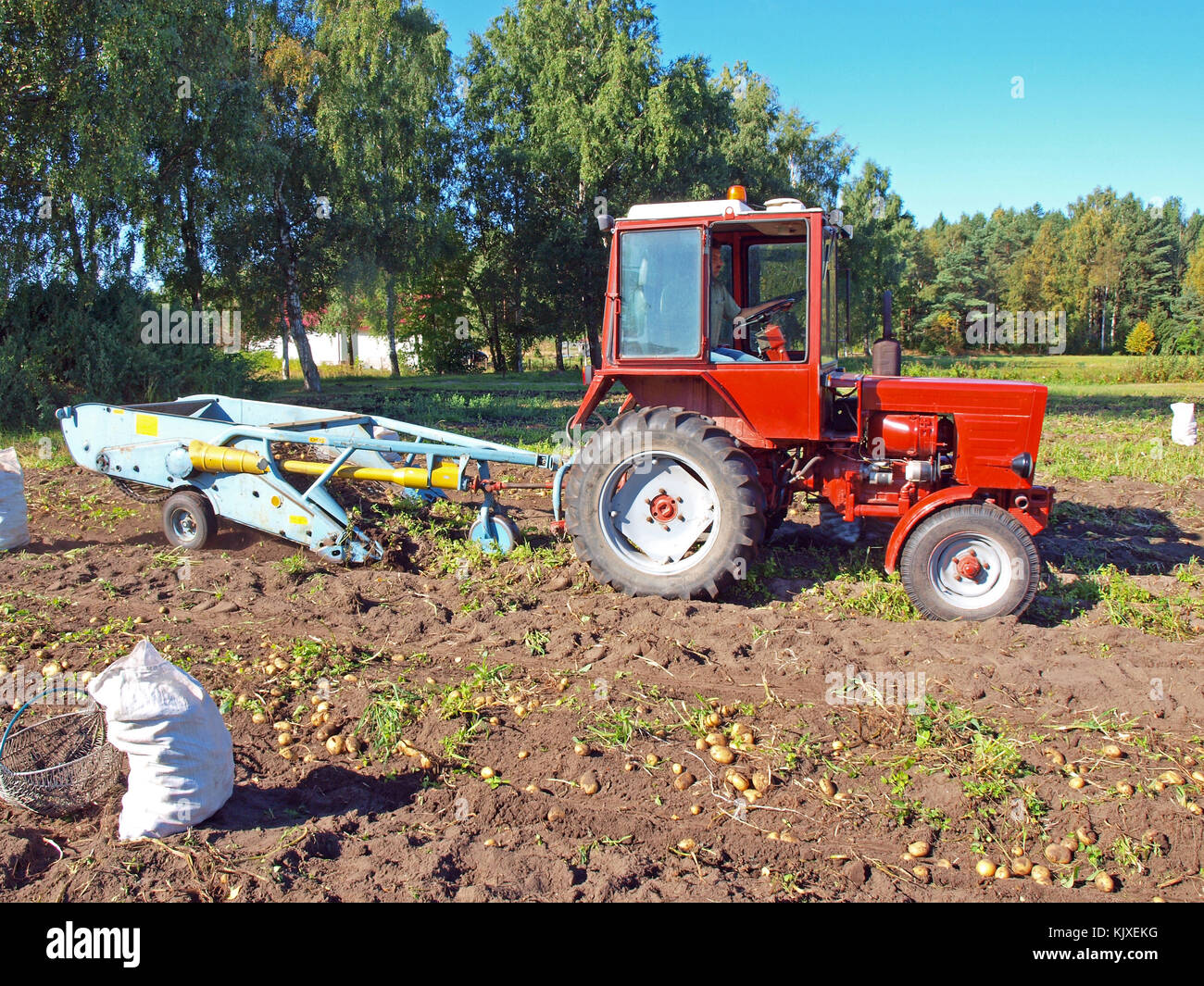 NICA, LETTONIA - 29 AGOSTO 2015: Sul campo di patate è in funzione due scavatori di patate con catene di agitazione alimentati da un trattore da giardino russo rosso T-25. Foto Stock