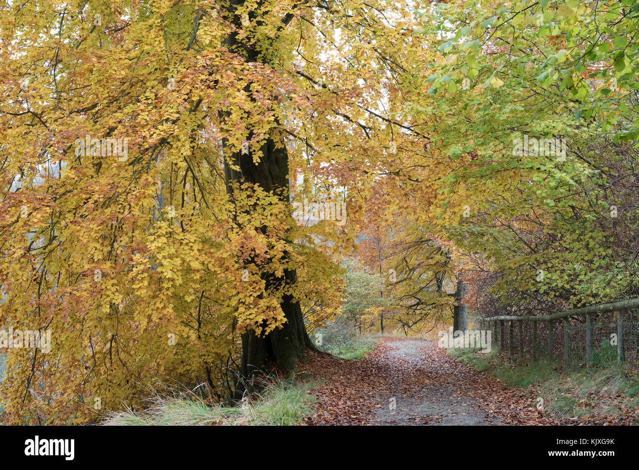 Fagus sylvatica. Autunno faggio nel parco di Blenheim, Woodstock, Oxfordshire, Inghilterra Foto Stock