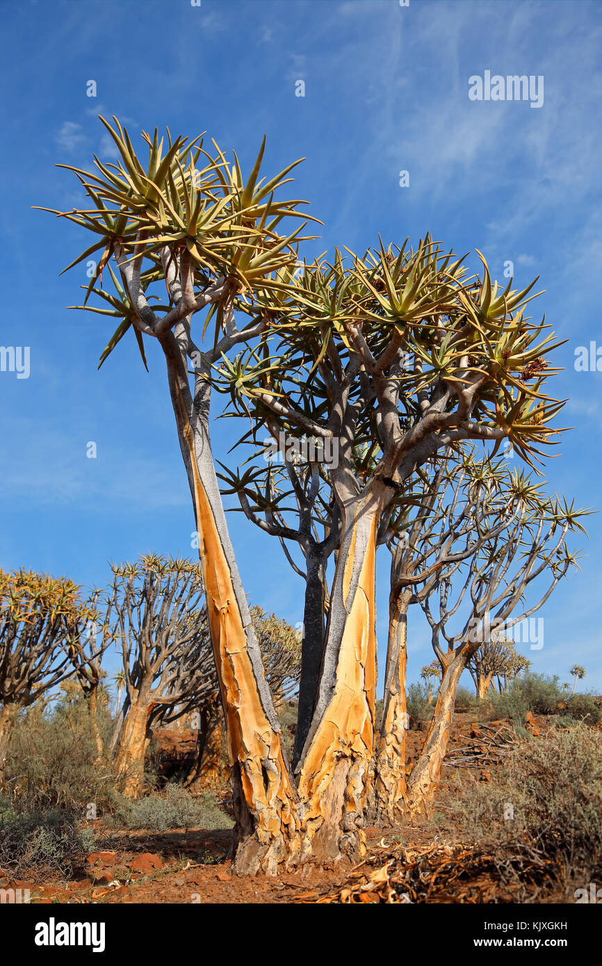 Paesaggio con Rocky Mountain e per quiver alberi (aloe dichotoma), Northern Cape, Sud Africa Foto Stock