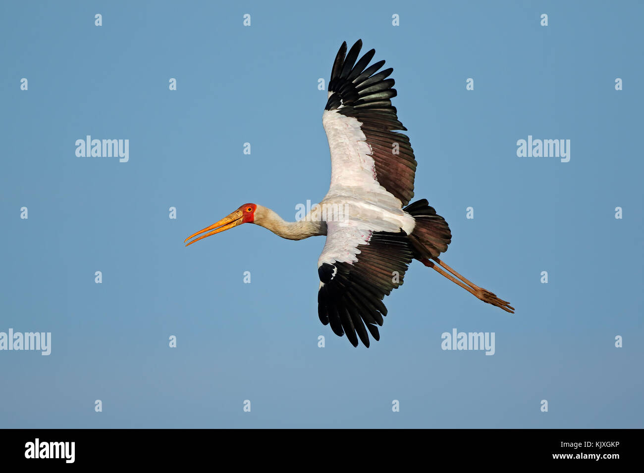Giallo-fatturati stork (mycteria ibis) in volo, il parco nazionale Kruger, sud africa Foto Stock
