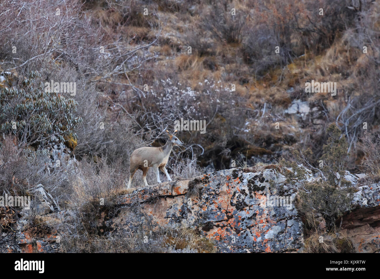 Cervo muschio dalle nuance bianche o cervo muschio himalayano (Moschus leucogaster) Foto Stock