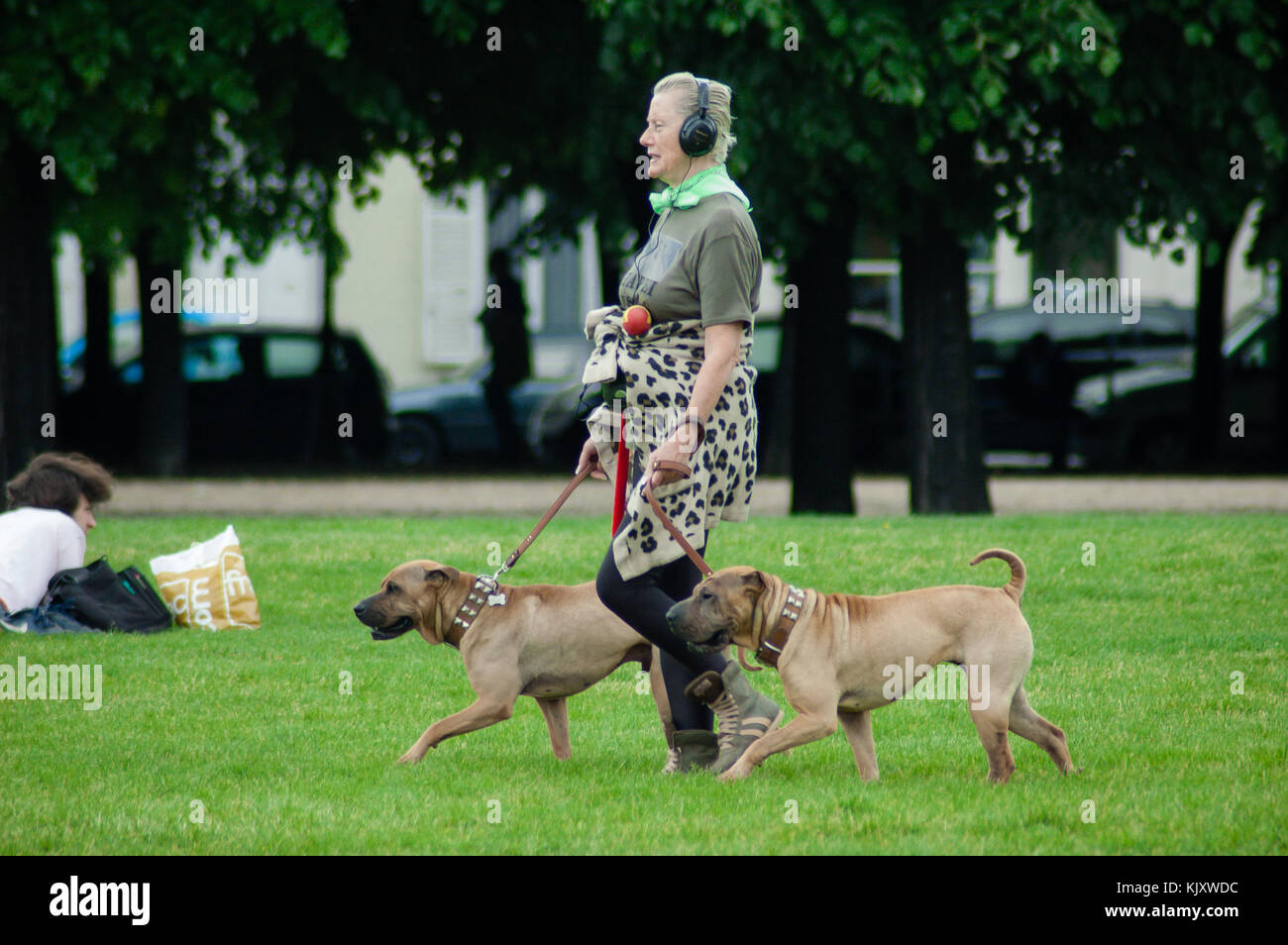Signora nelle cuffie a piedi due Boerboel razza cani al guinzaglio nel parco pubblico di Parigi Foto Stock