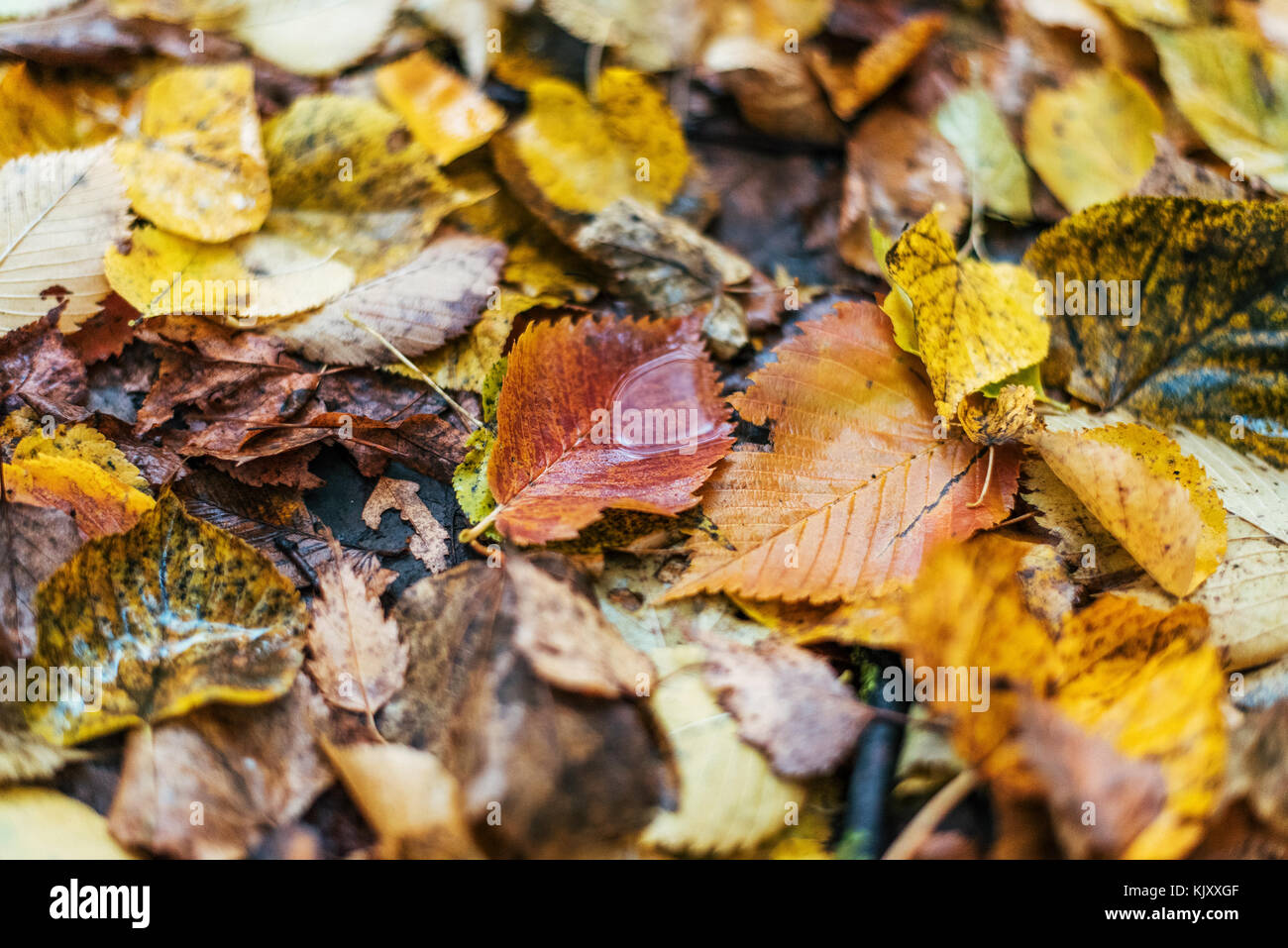 Multicolori foglie umido dopo la pioggia. In autunno la mungitura. Gocce di acqua sulle foglie. Bellissimo sfondo di foglie sul terreno. Foto Stock