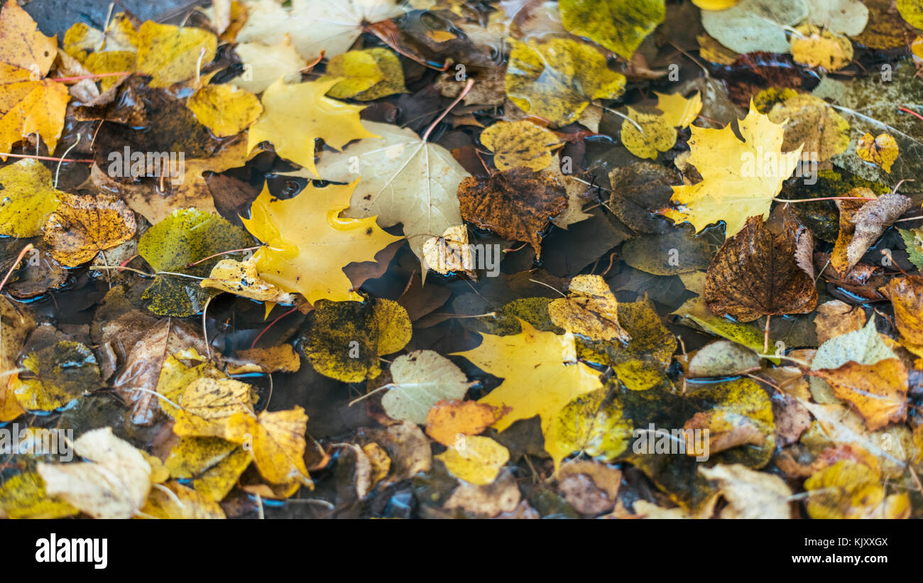 Multicolori foglie umido dopo la pioggia. In autunno la mungitura. Nella pozza fogliame è bagnato. Bellissimo sfondo di foglie sul terreno. Marrone Arancione fogliame. Foto Stock