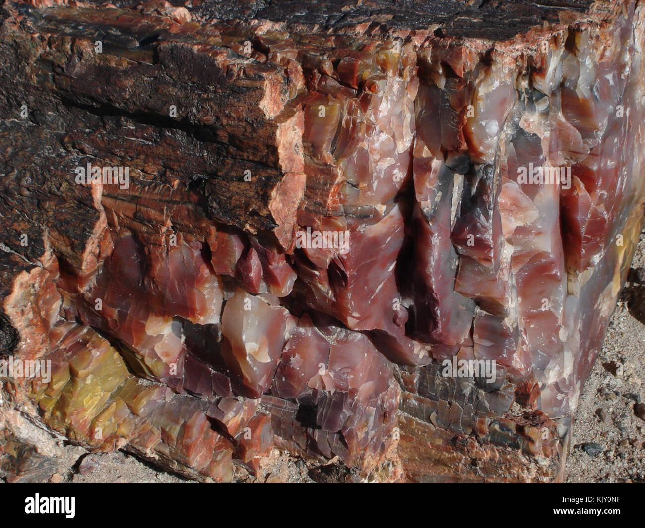 Legno pietrificato macro Foto Stock