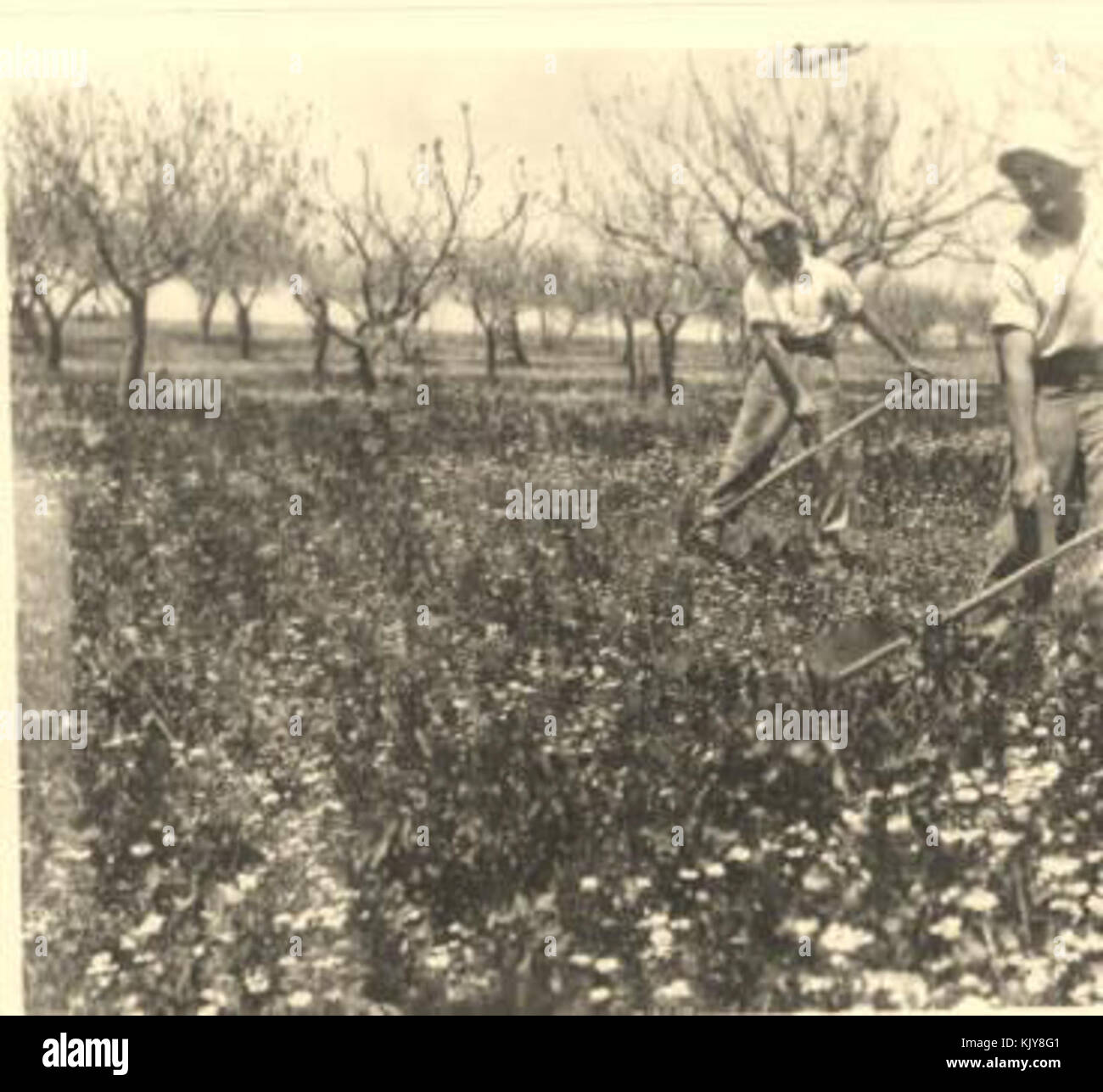 Israele 7265 Kfar Etzion nel 1943 Foto Stock