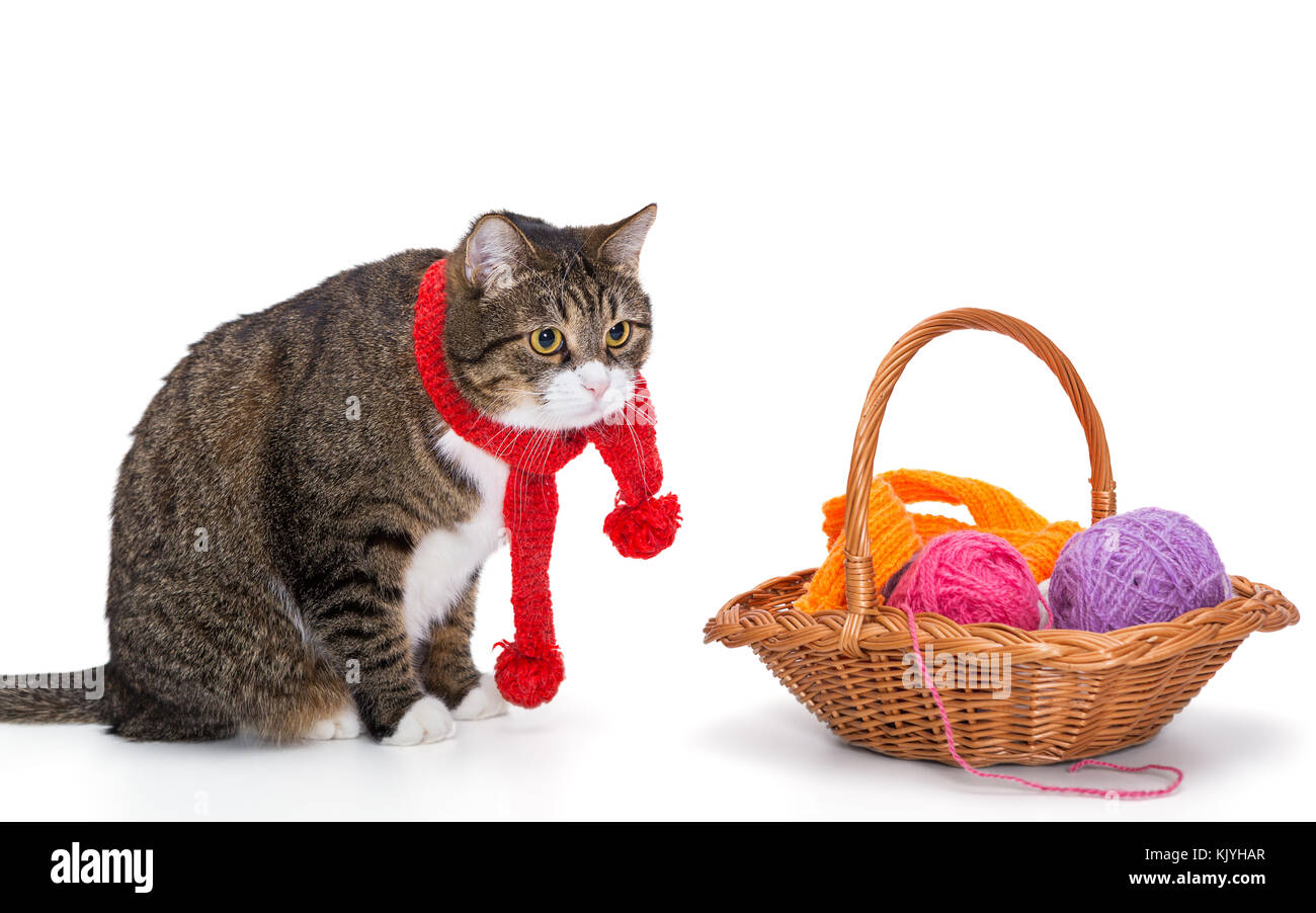 Grande gatto grigio in una sciarpa rossa e un cesto di filo isolato su bianco Foto Stock