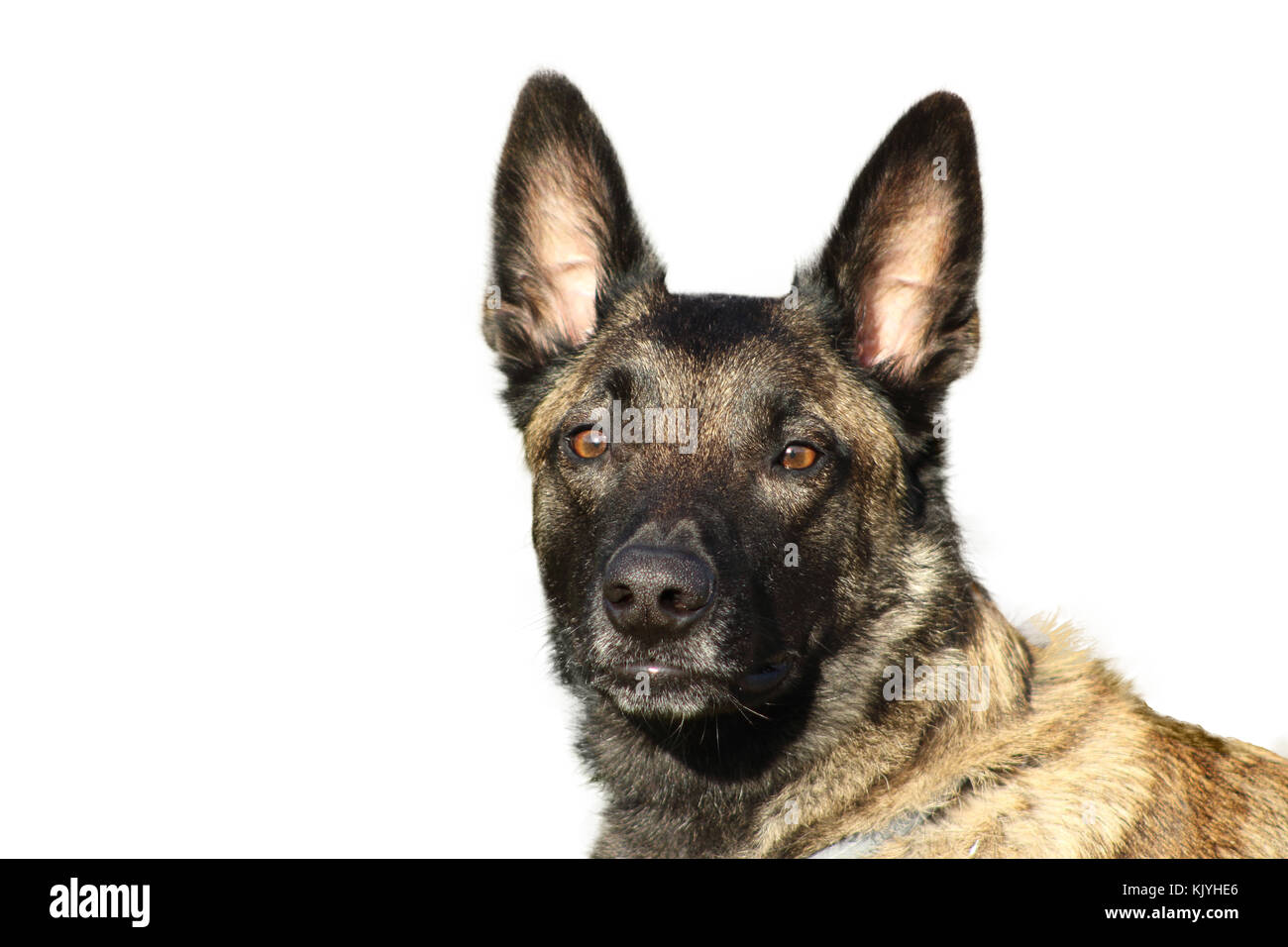 Ritratto di un pastore belga malinois cane charbonnée con un orgoglioso e potente porta la testa al sguardo attento Foto Stock