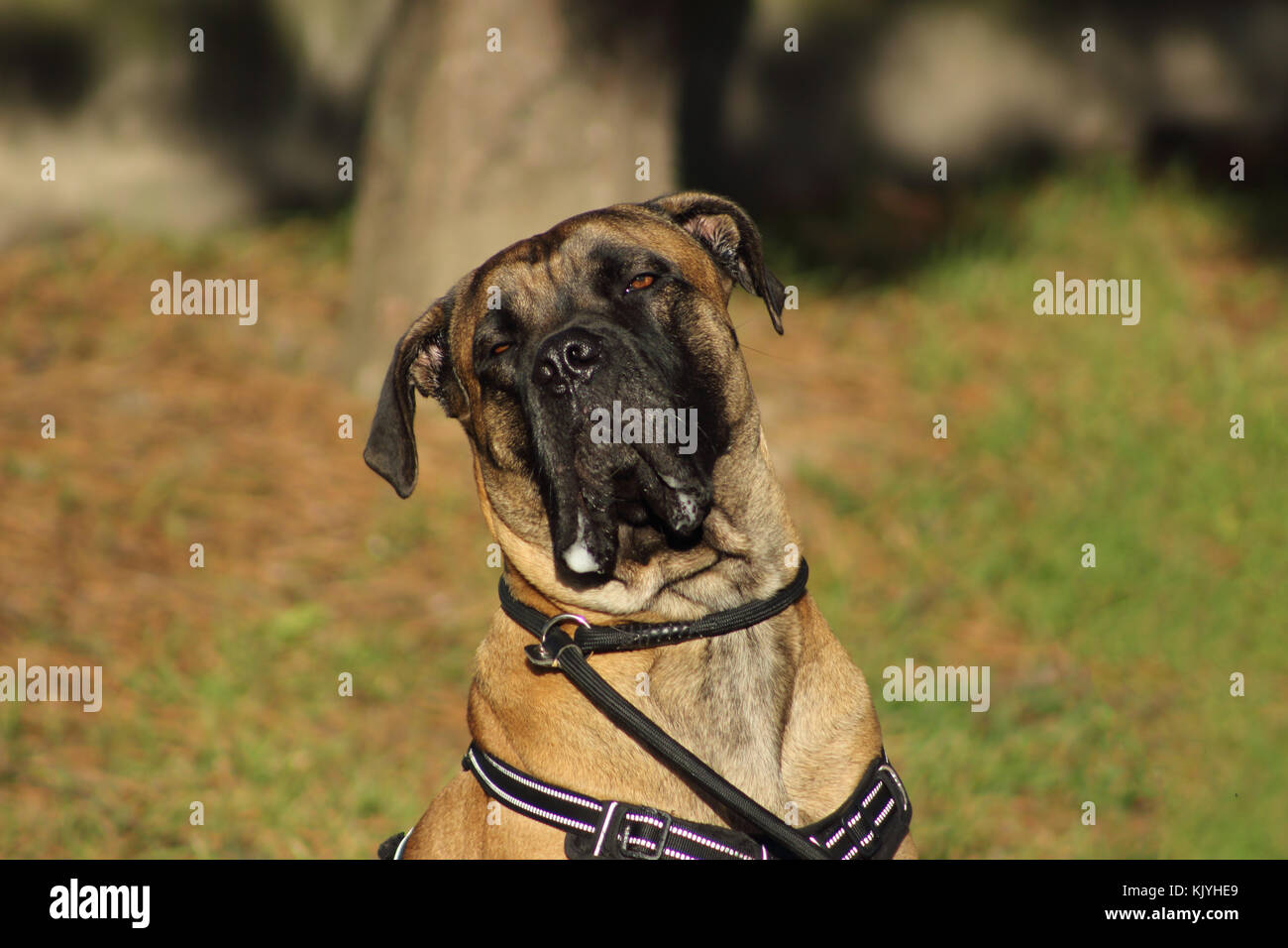 Ritratto di un cane corso cane gara con gli occhi e la bocca riempita con sbavature Foto Stock